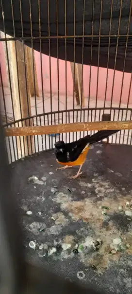 Mangga pastol murai batu trah larwo blorok