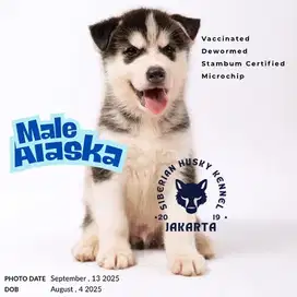 Siberian Husky Pure Breed
