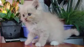 Kucing persia kitten
