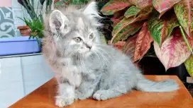Kucing persia kitten