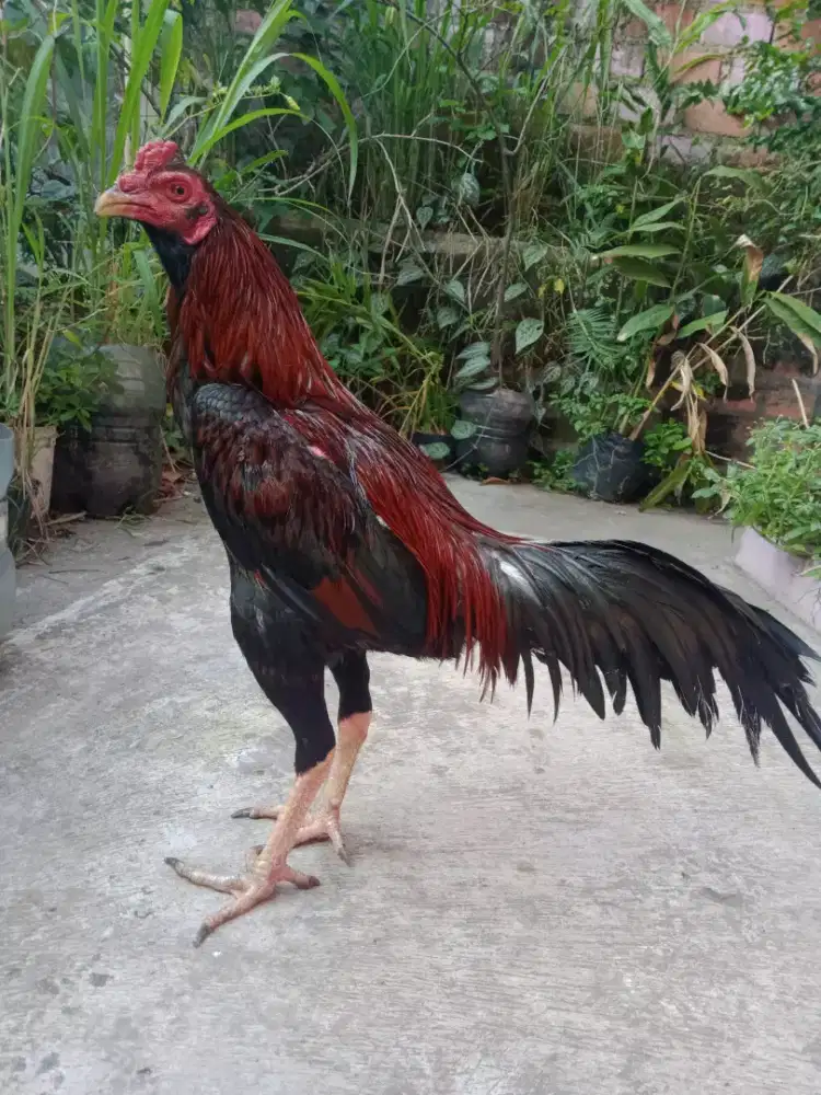 Ayam aseel muda mantap line ori