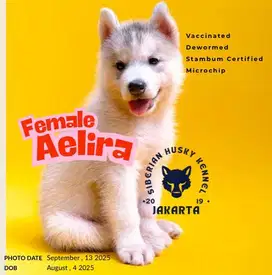 Siberian Husky Puree Breed