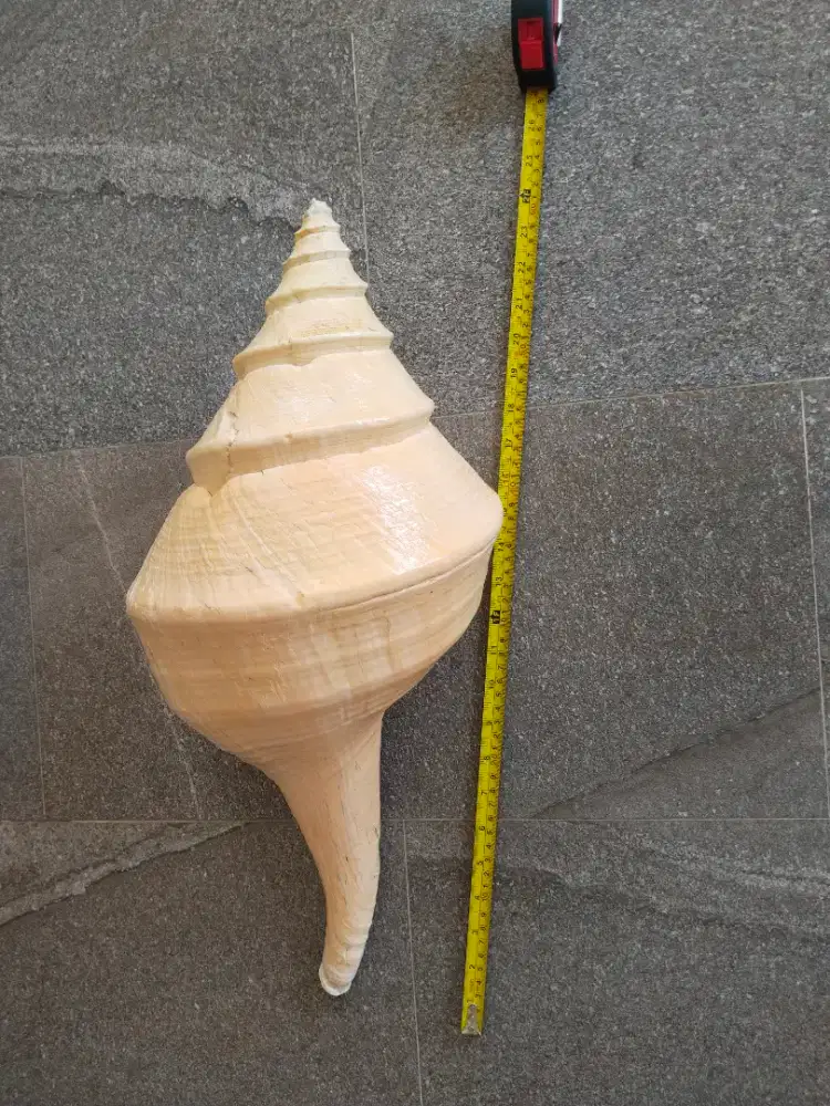 Cangkang kulit kerang Onem 60 cm jumbo