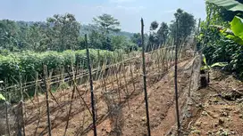 Dijual Murah Tanah Kebun Manggis di Perkampungan Bojong Purwakarta