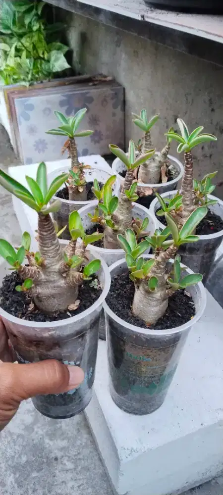 Adenium / kamboja arabicum