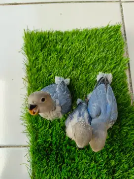 Anakan Lovebird Nonklep jinak