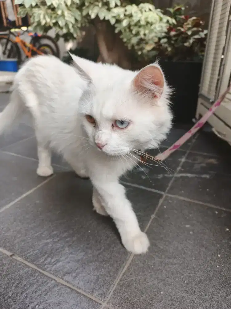 Kucing Odd Eye Atau Mata Belang