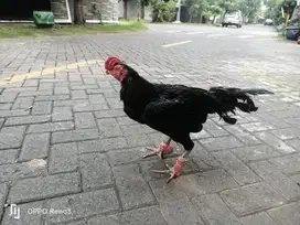 Jual Ayam Larkumbang