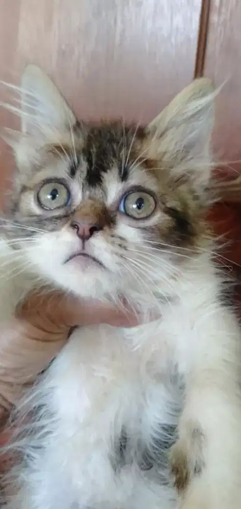 KITTEN PERSIA JANTAN