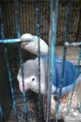 Love Bird sepasang