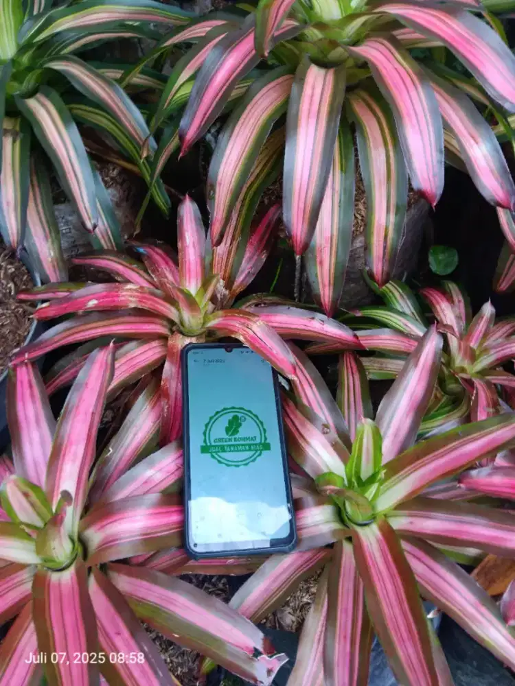 Jual Tanaman Agave ( 75ribuan )