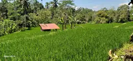 tanah strategis view hamparan sawah dan hutan di utara ubud.