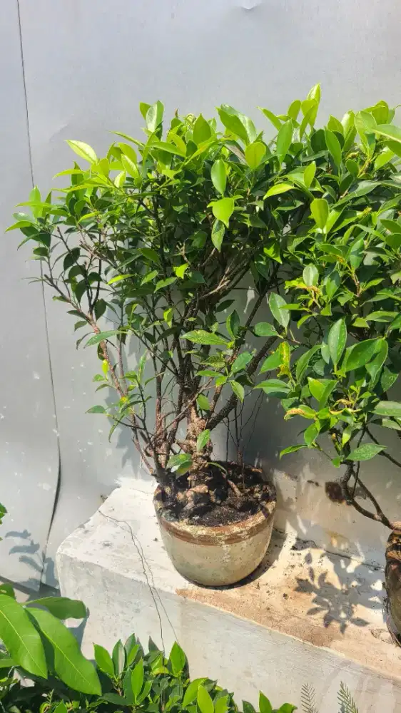 Bonsai pohon kimeng dan pohon asem jawa..tinggal lanjutin cantik2.