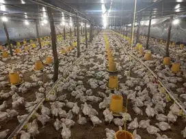 JUAL CEPAT KANDANG AYAM PRODUKTIF (BU) DI CIREBON PABEDILAN