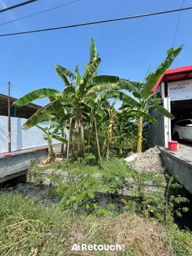 TEGAL MARGADANA TANAH PINGGIR JALAN PANTURA LUAS JUAL MURAH