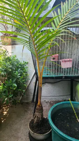 Bonsai pohon kelapa gading cantik