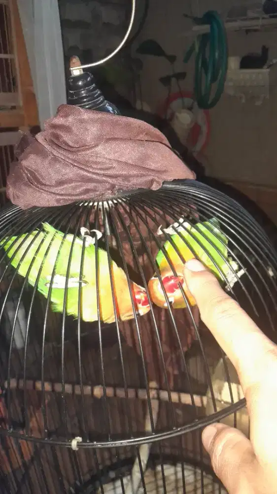 Lovebird prediksi sepasang
