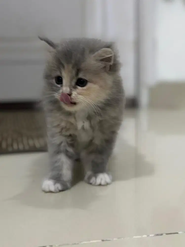 LEPAS ADOPT KITTEN PERSIA