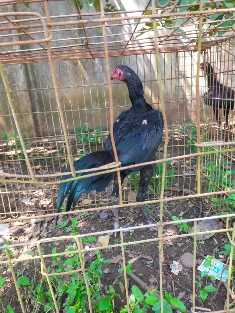 DIJUL AYAM PAKHOI ~ MANGON MUDA