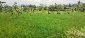 di jual tanah sawah subur akses mobil di cugenang cianjur