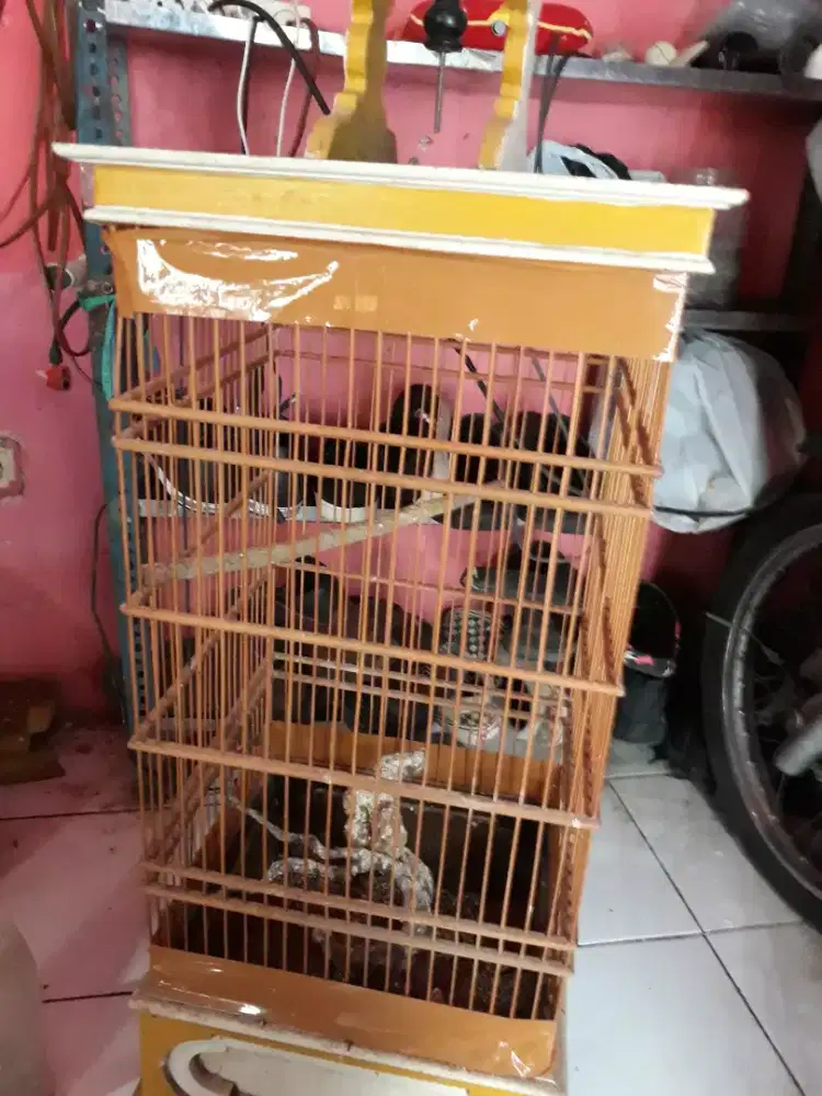 sangkar seken buat titimplik pakling