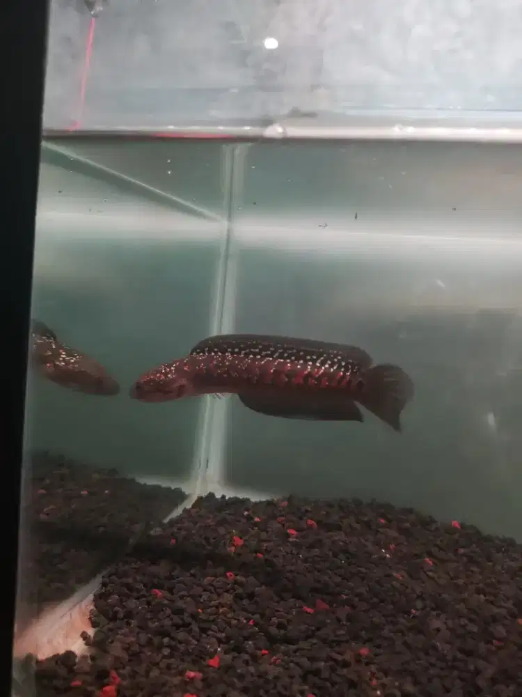 channa Asiatica Redspot kalimaya