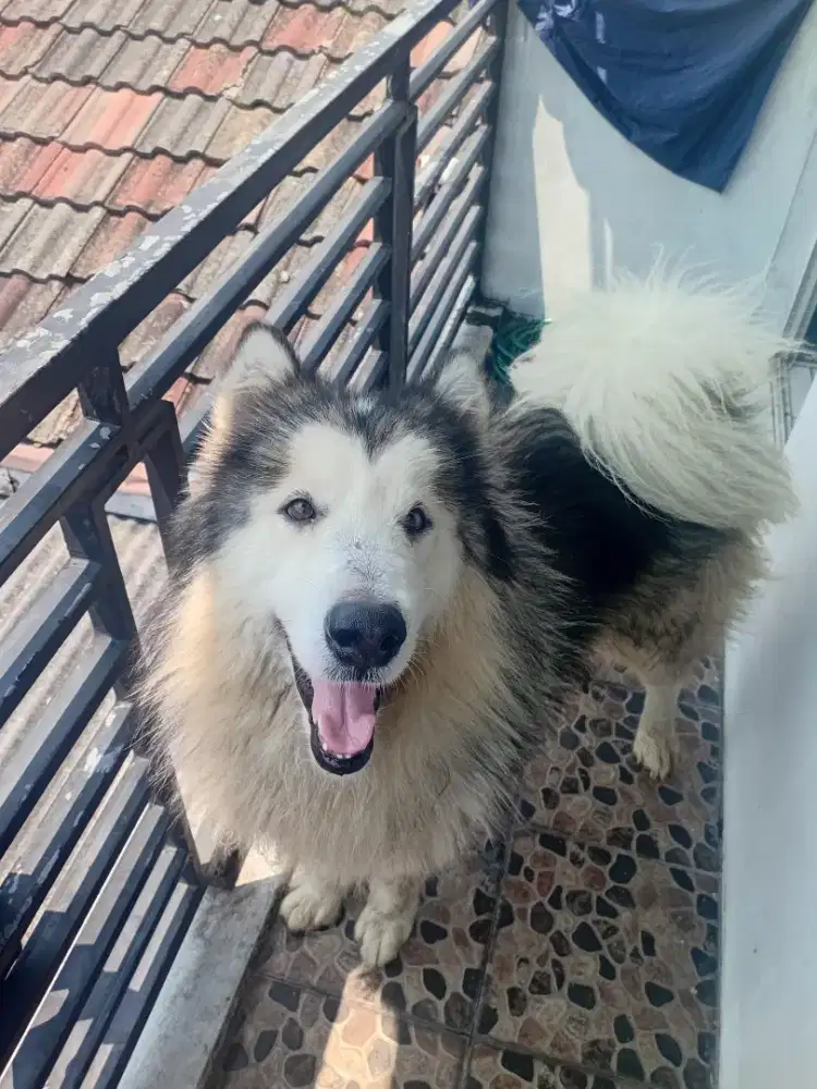 Lepas adop.alaskan malamute