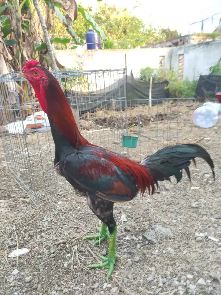 Ayam birma jantan