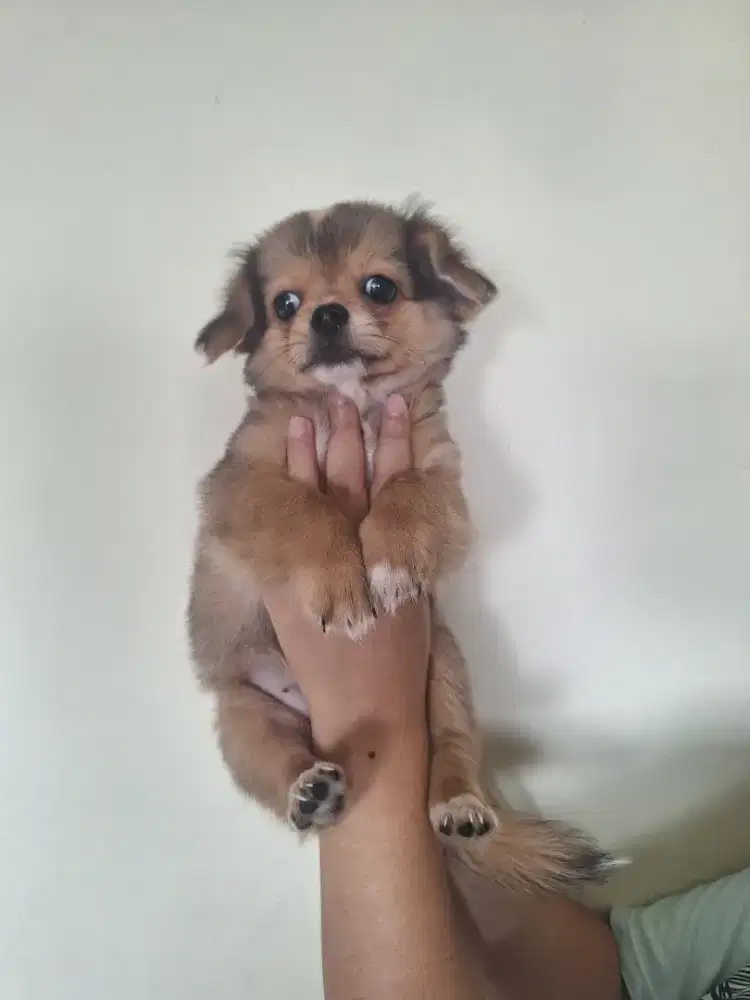 Puppies Chihuahua Murah Meriah Merakyat
