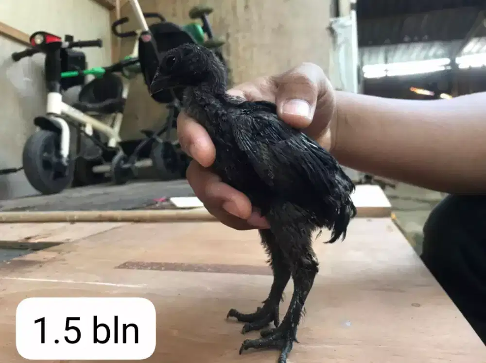 Ayam cemani Lidah Hitam