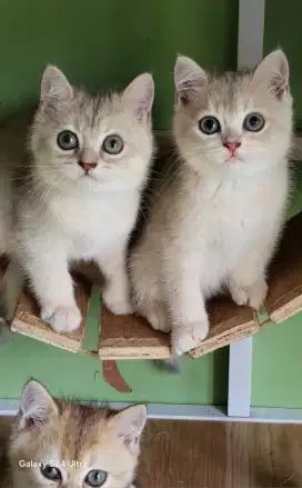 BRITISH SHORTHAIR JANTAN GOLDEN AY KET IMPOR