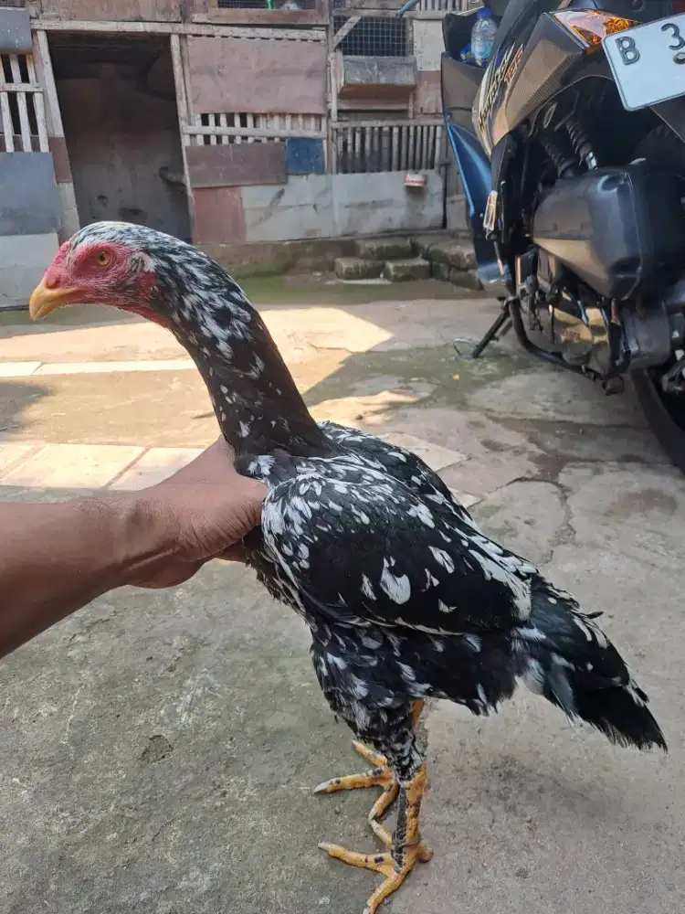 Ayam betina pakhoy