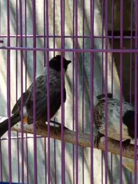 burung kutilang sepasang