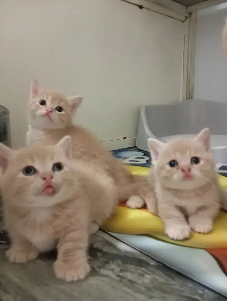 Munchkin BSH & SF