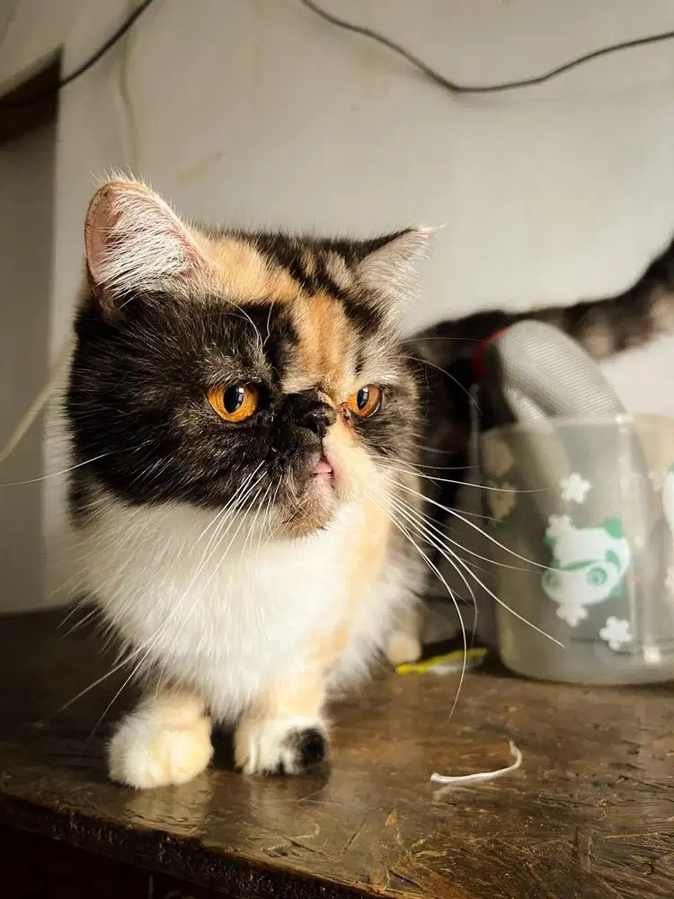 exotic shorthair peaknouse