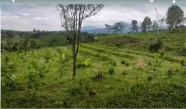 kebun cengkeh produktif luas murah