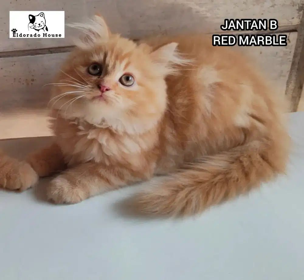 Kucing Persia Jantan Bigbone Red Marble