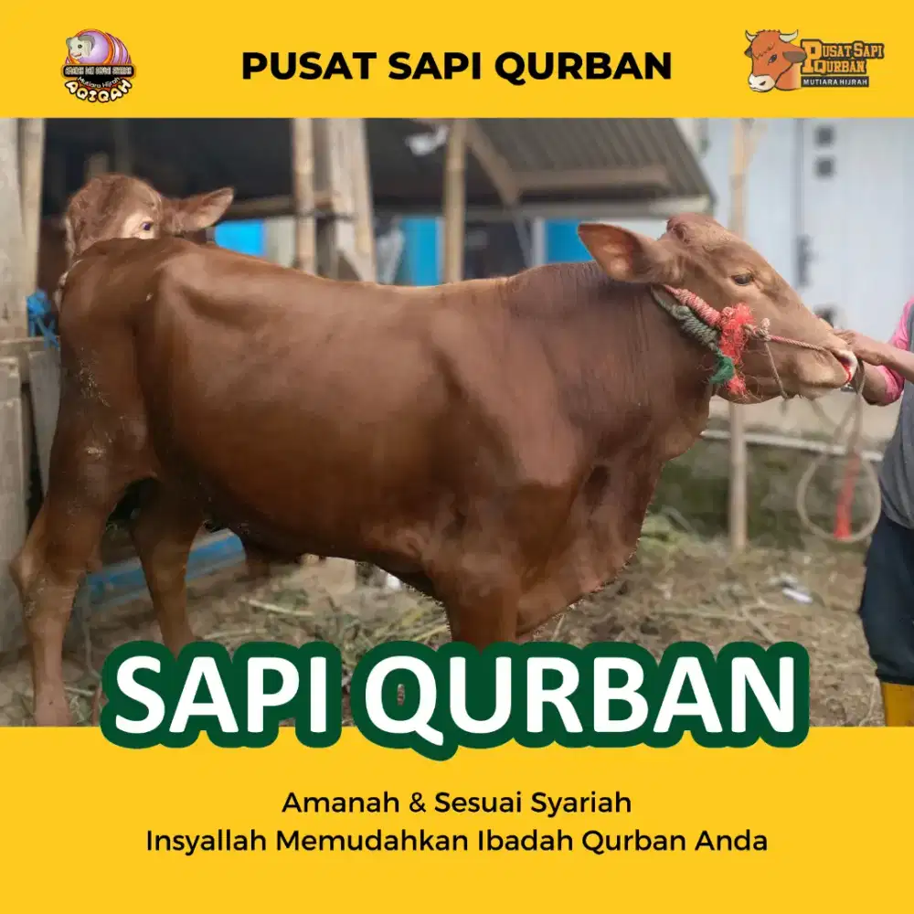 Sapi Qurban Limousin, pegon, bali, Kupang dan ongole Po kirim Hidup