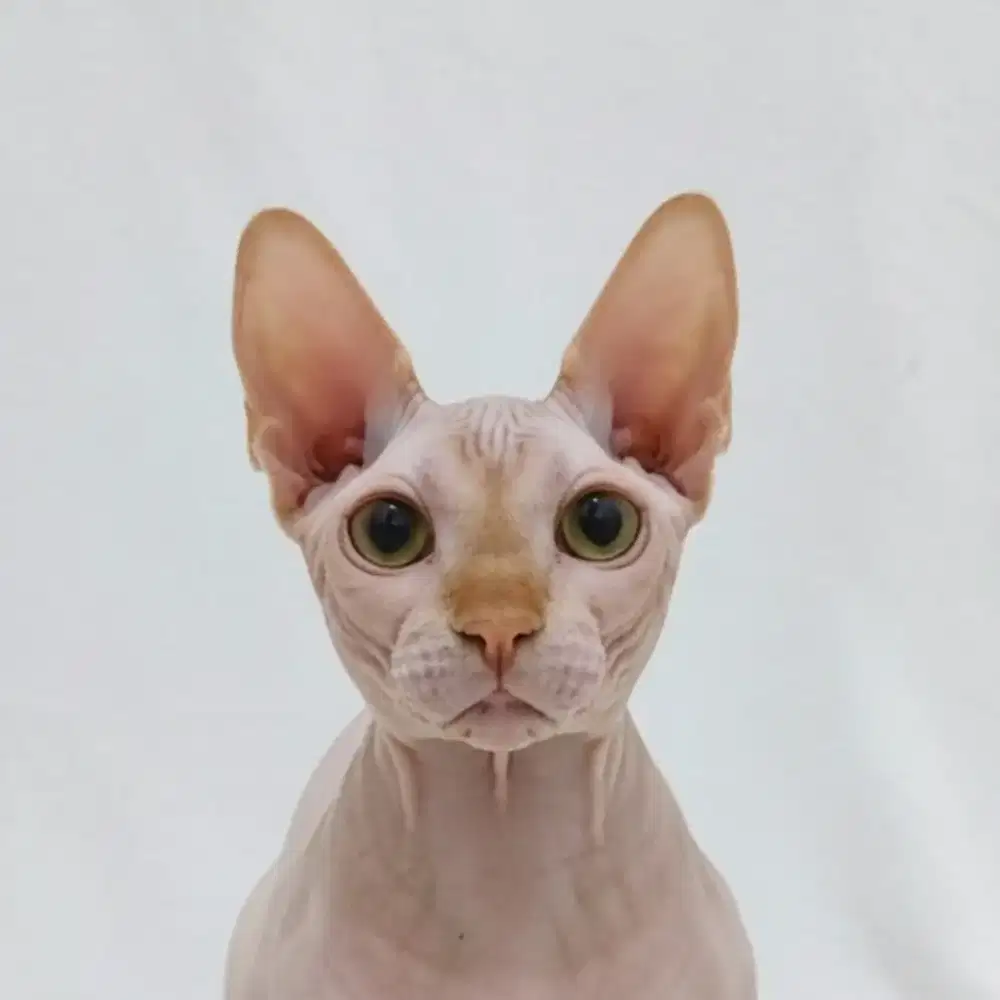 Sphynx Bambino Jantan