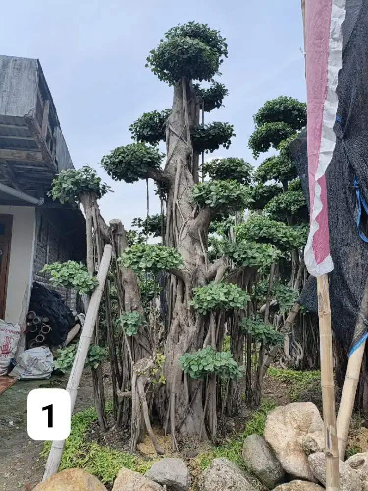 Jual bonsai taman dolar jumbo