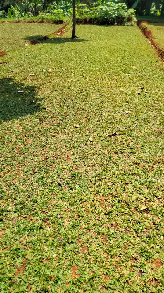 Jasa pemasangan rumput&taman
