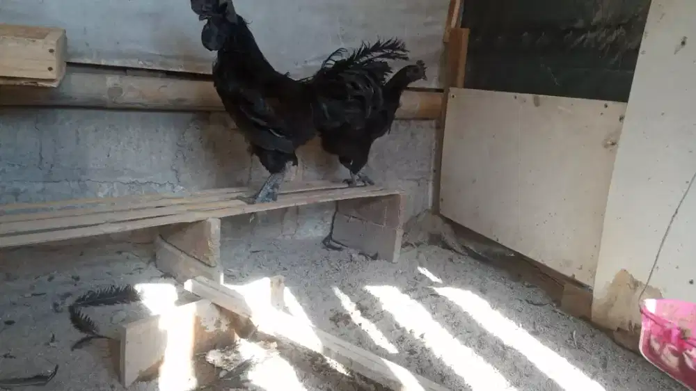 Sepasang ayam cemani udah produl