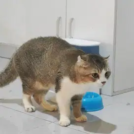 Jasa Pacak Kucing British Shorthair Scottish GARANSI HAMIL