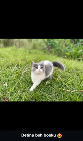 kucing bsh female/ betina 4 bulan