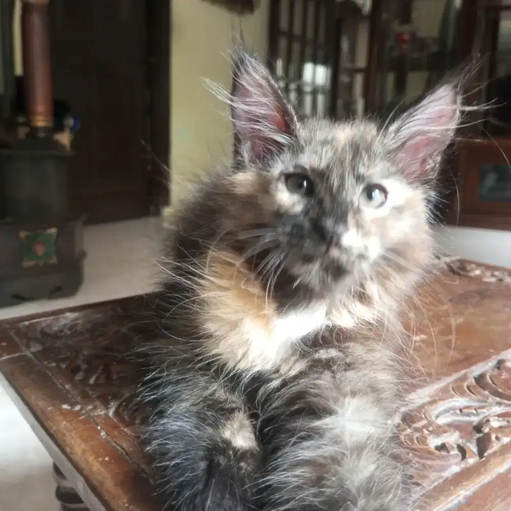 kucing mainecoon 3 bln