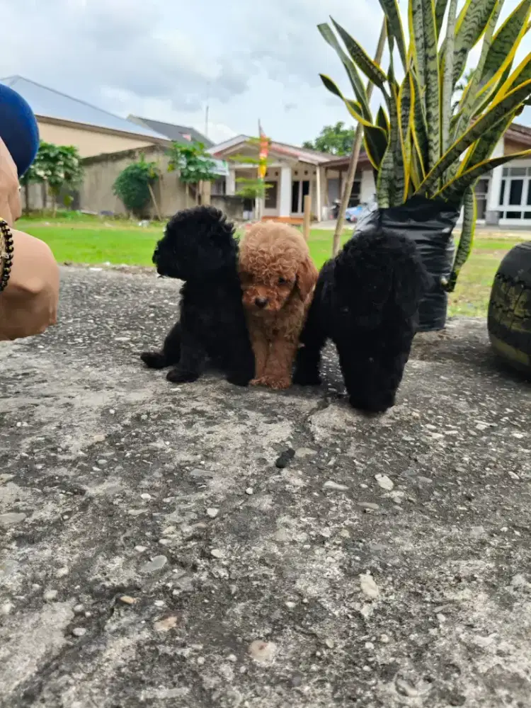 Anak anjing poodle