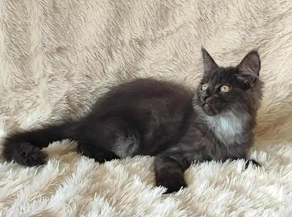 kucing mainecoon 3 bln