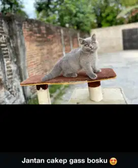 kucing BSH jantan 4 bulan