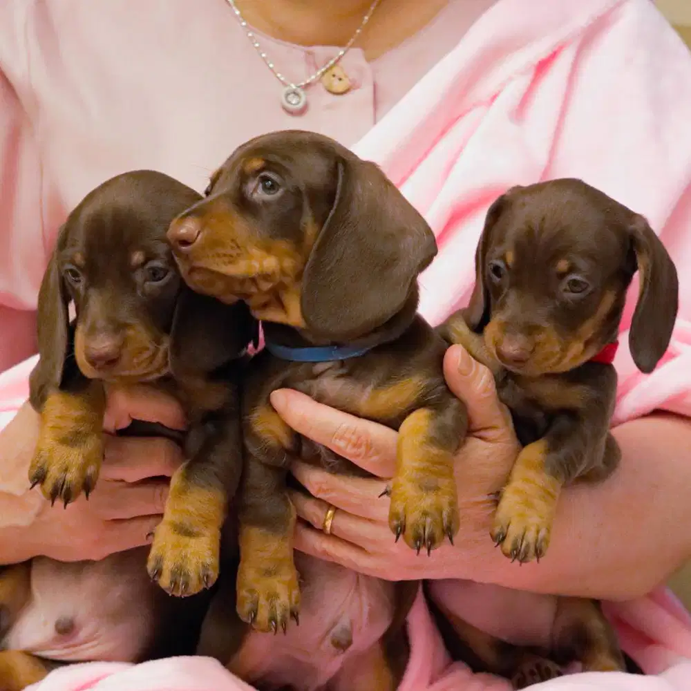 Dachshund Tekel Anakan - Home-Raised