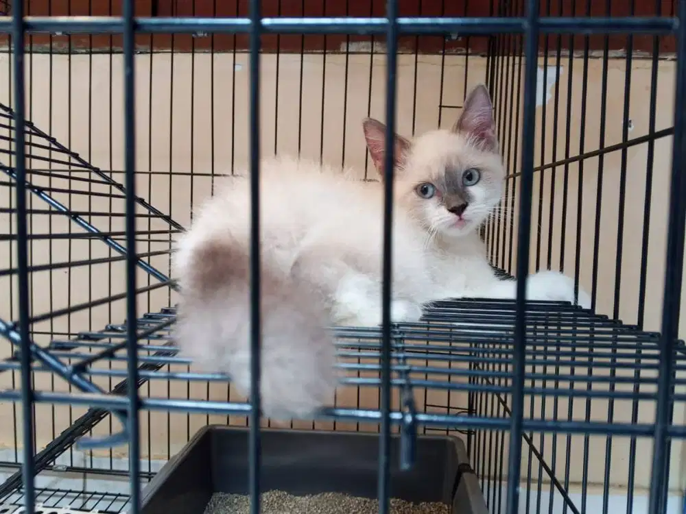 Kucing Himalaya Mix Ragdoll Jantan 3 bulan